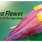 The Health Benefits of Banana Flower: The Superfood You Need to Know About
