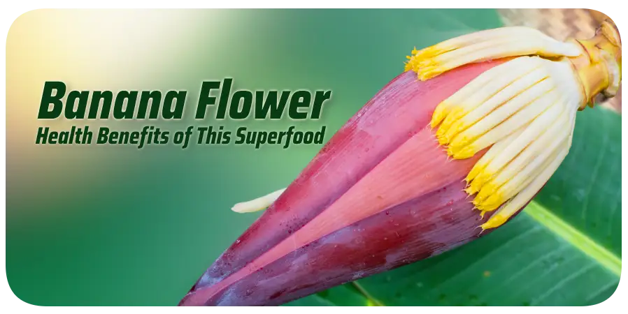 Read more about the article The Health Benefits of Banana Flower: The Superfood You Need to Know About